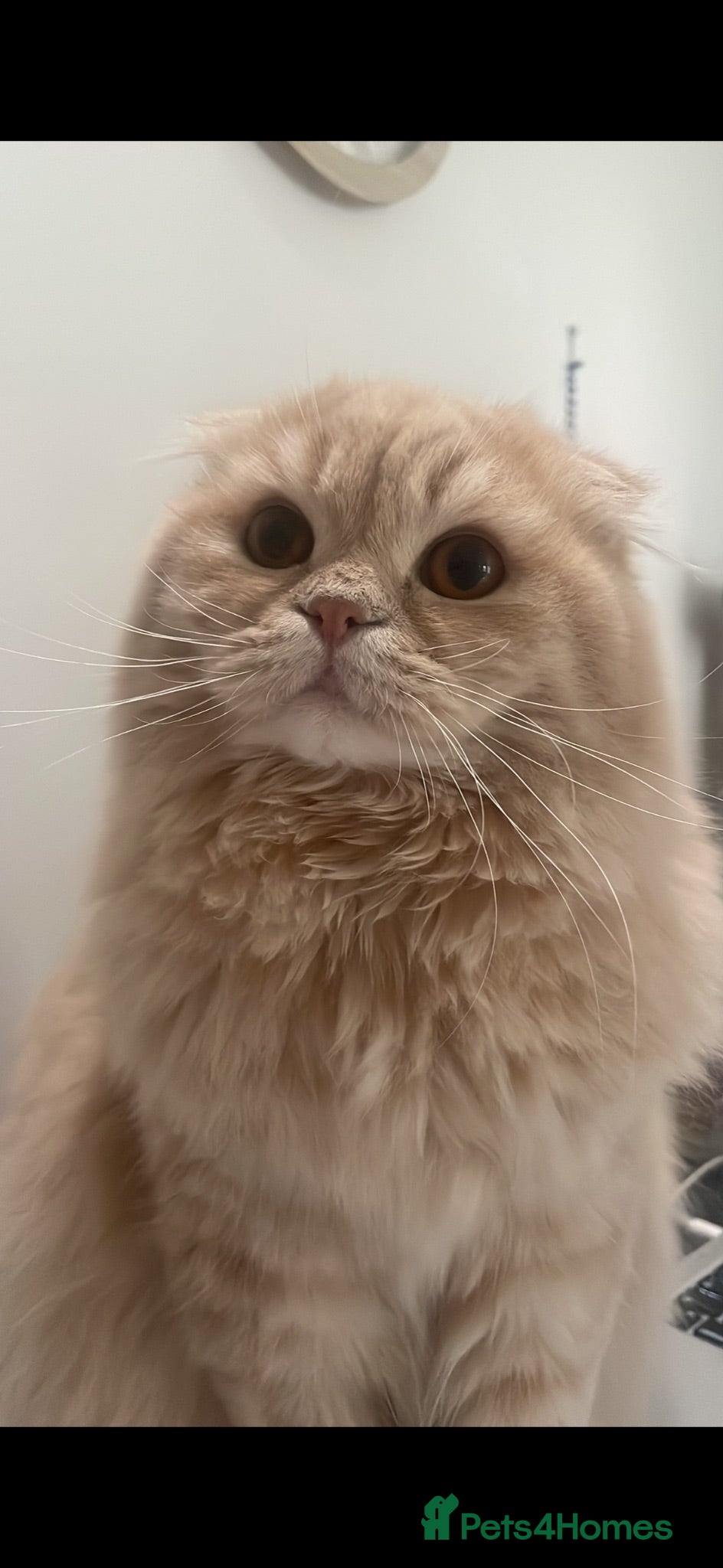 Scottish Fold cats Stunning Scottish Fold LH - Advert 5