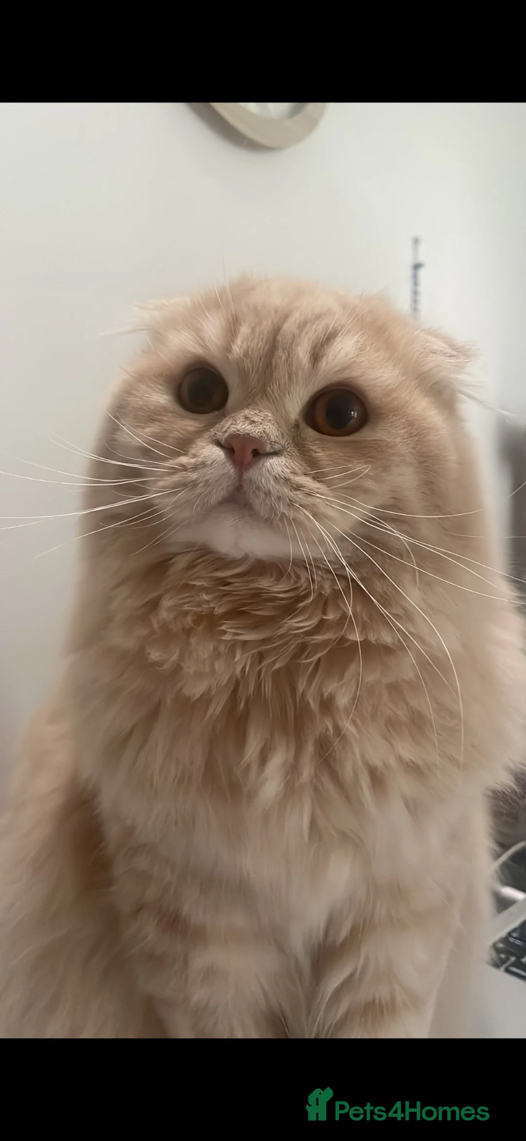 Scottish Fold cats for sale: Stunning Scottish Fold LH - Advert 1