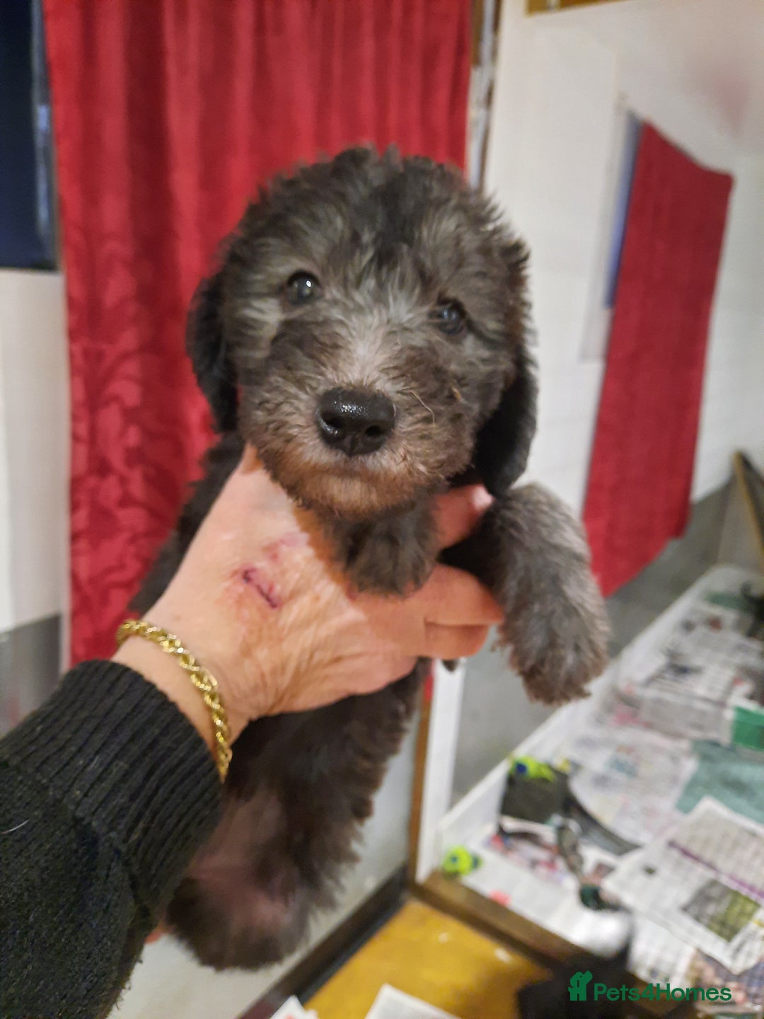 Mixed Breed dogs for sale: bedlington x whippet puppies - Advert 4