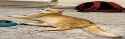 British Shorthair cats for stud: Purebred British male golden cat - Advert 8