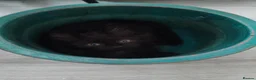 Mixed Breed cats for sale: Kittens - Advert 13