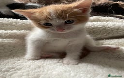 British Shorthair cats for sale: 5 kittens for sale  - Advert 2