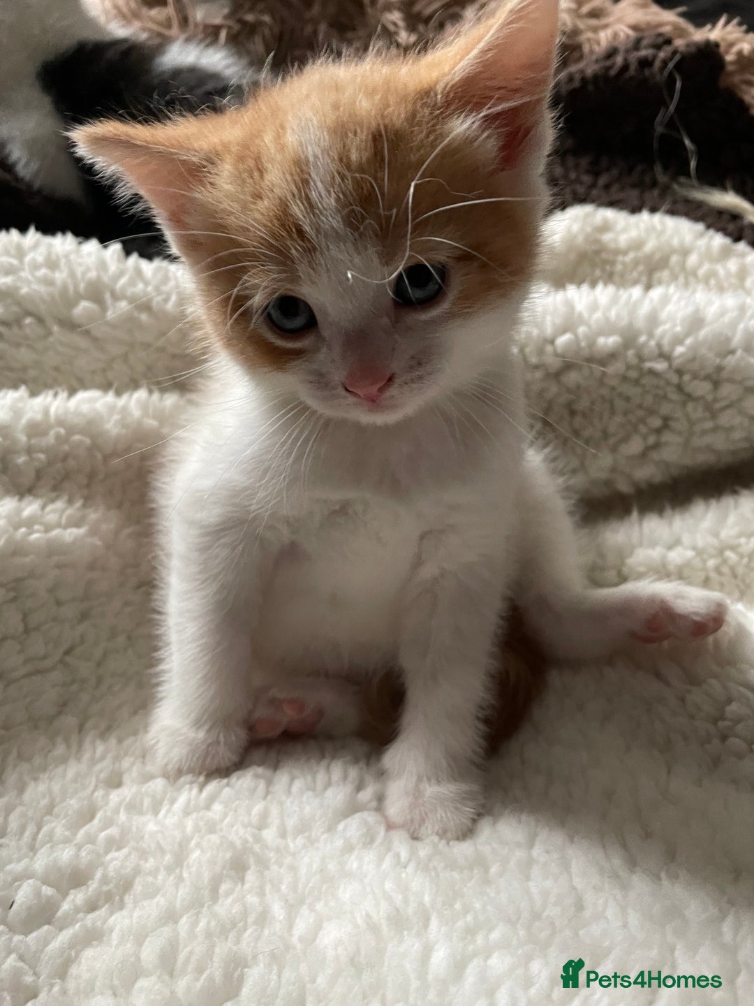 British Shorthair cats for sale: 5 kittens for sale  - Advert 2