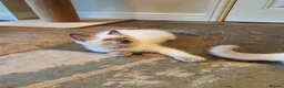 Ragdoll cats for sale: 💕Beautiful GCCF Registered Ragdoll Kittens. - Advert 16