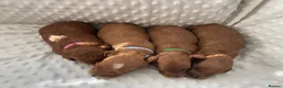 Cockapoo dogs for sale:  F1b American Cockapoos * Health Tested Parents * - Advert 24