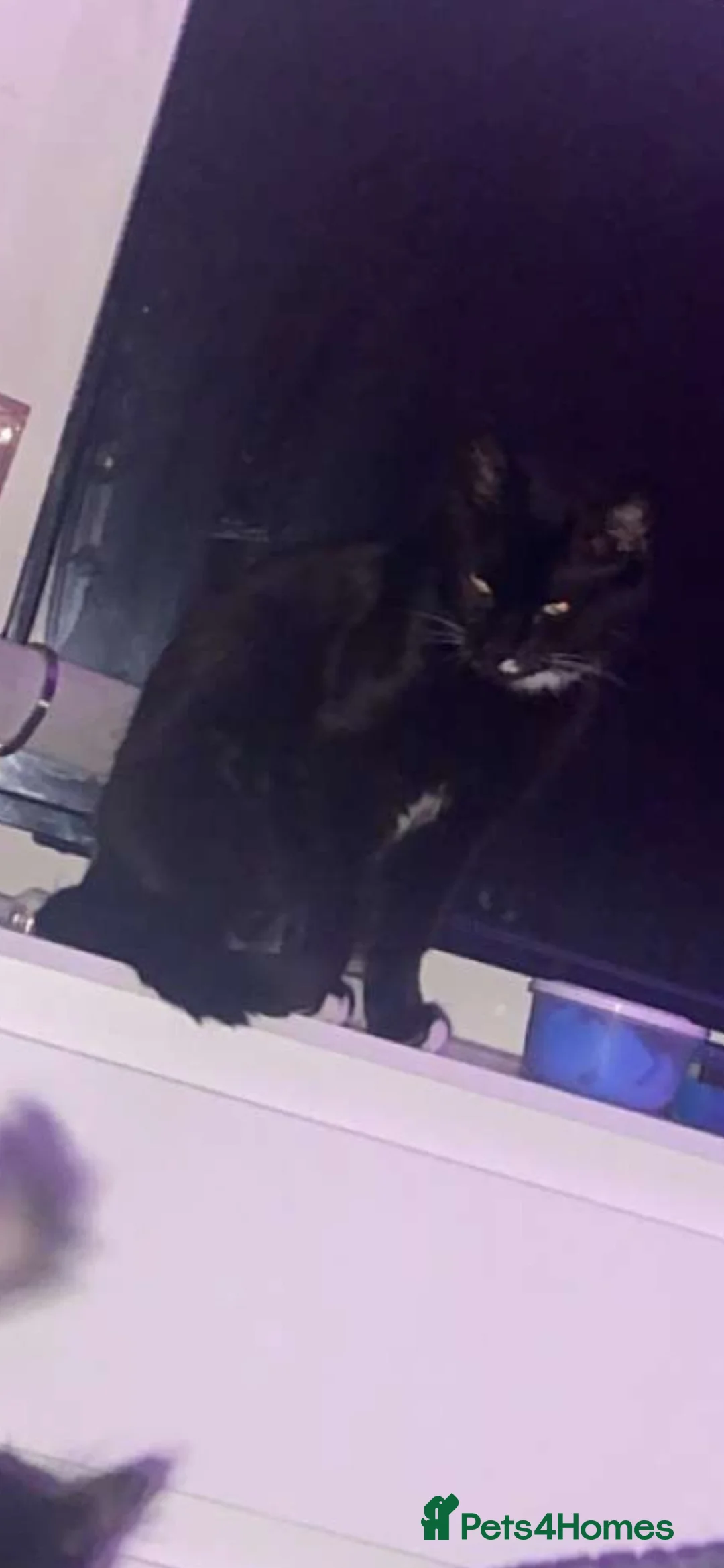 Mixed Breed cats for sale: 2 little boys  in Mansfield - Advert 1