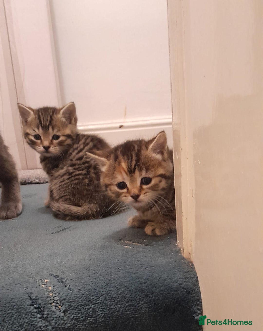 Mixed Breed cats for sale: Gorgeous tabbies/tortie from British shorthair mum - Advert 8