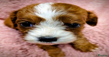 Cavapoo dogs Amazing quality cavapo litter  - Advert 1