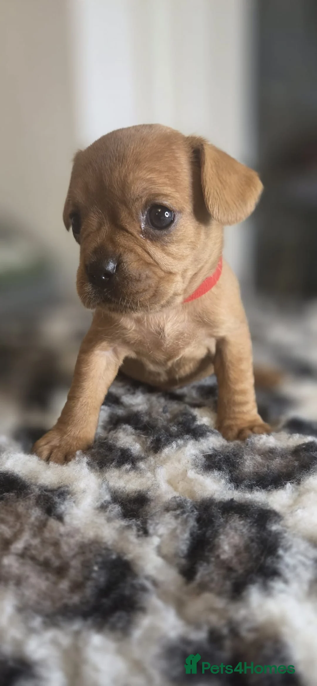 Mixed Breed dogs for sale: frenchel pups READY TO LEAVE - Advert 25