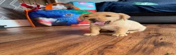 Labrador Retriever dogs for sale: Fox Red Labrador - Advert 23