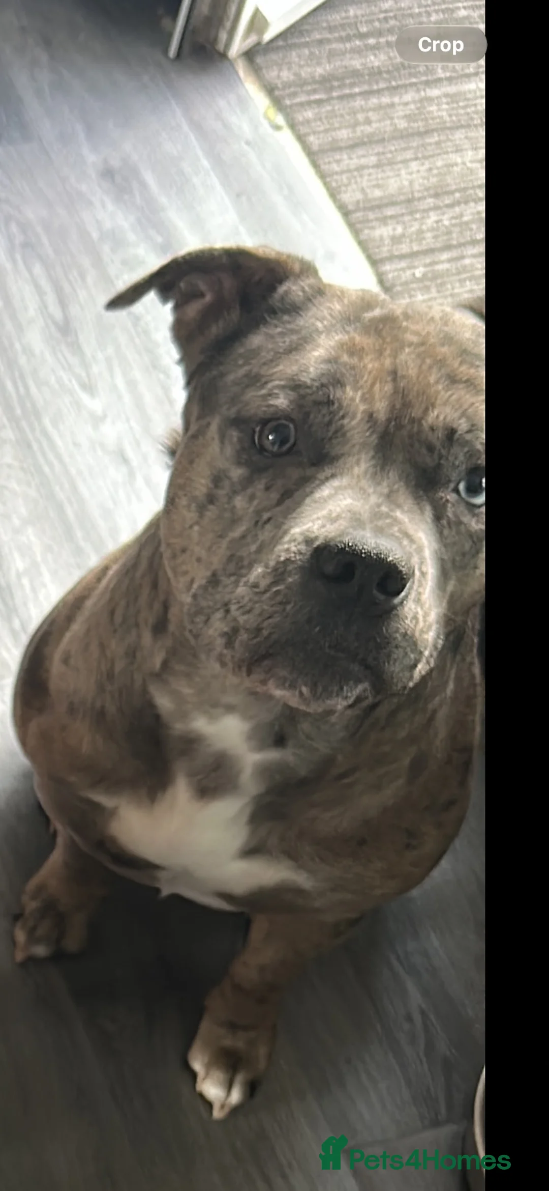 Mixed Breed dogs for sale: Ghost tri pocket bully cross  in Workington - Advert 5