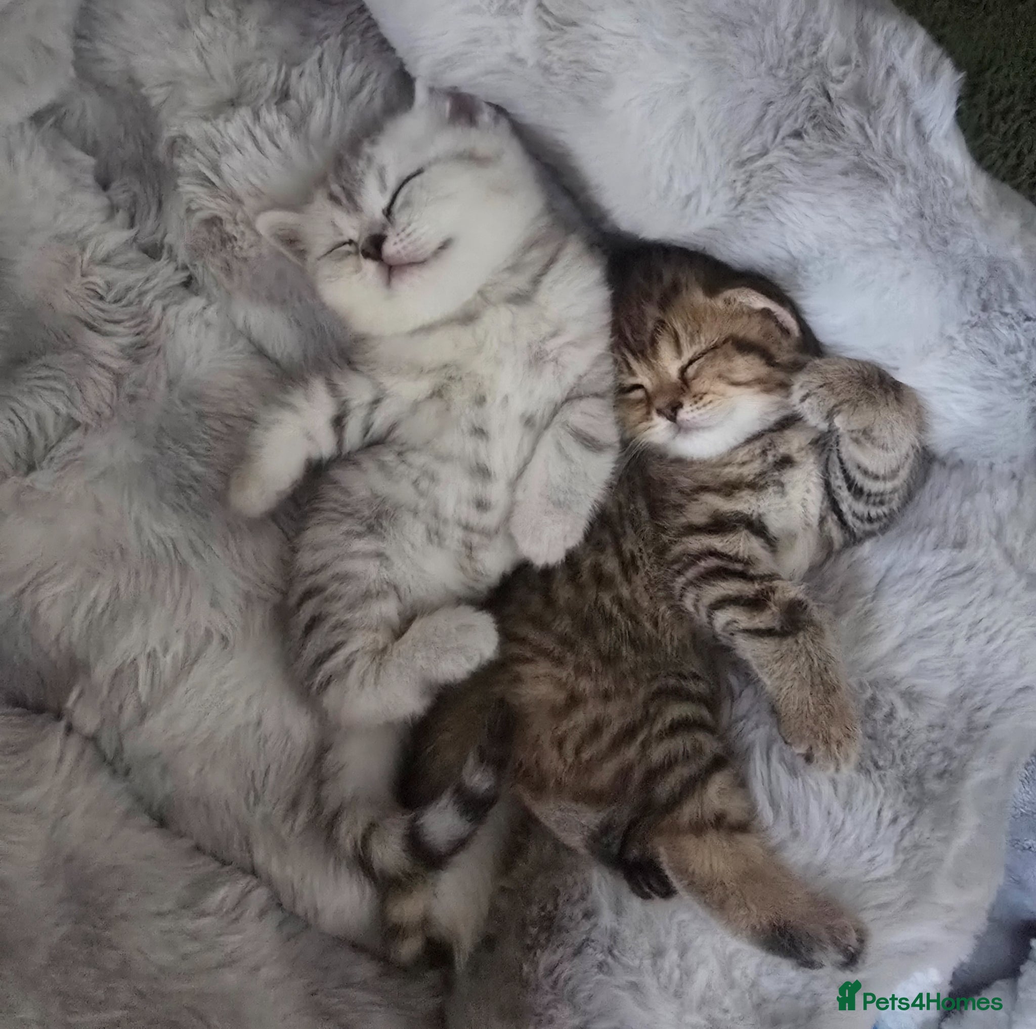 British Shorthair cats for sale: British Shorthair Kittens – Ready End May - Advert 1