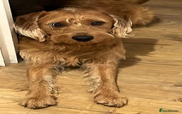 Labradoodle dogs for sale: Beautiful Ezra - Advert 4