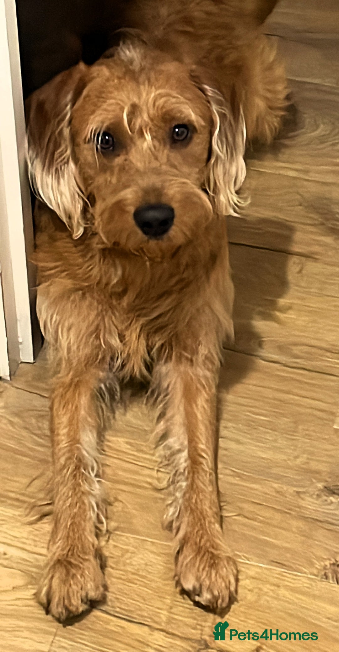 Labradoodle dogs for sale: Beautiful Ezra - Advert 4