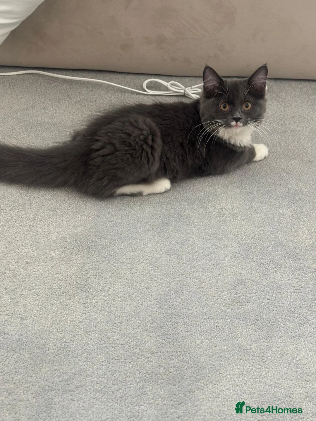 Mixed Breed cats for sale: Stormy-gray - Advert 2