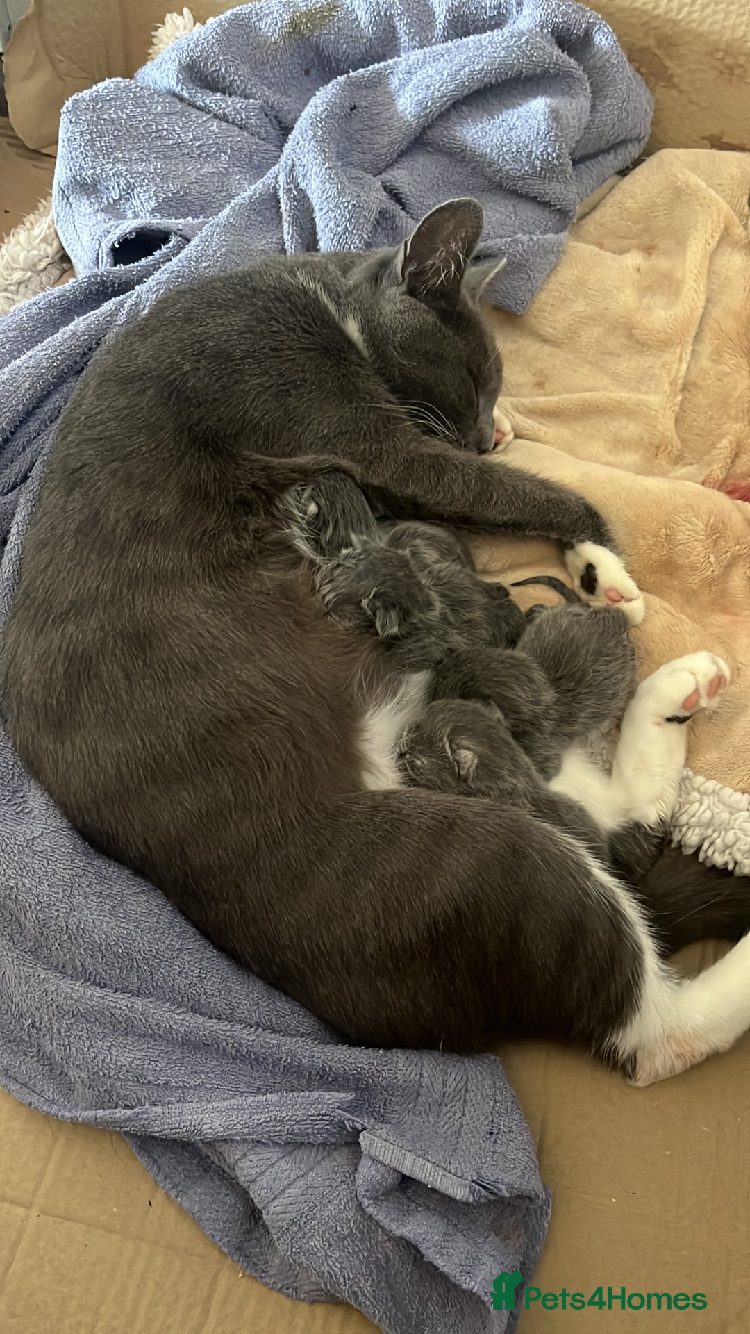 Mixed Breed cats for sale: Grey kittens  - Image 2