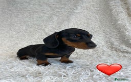 Miniature Dachshund dogs for sale: Miniature duscuhund  - Image 4