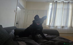 Belgian Shepherd Dog dogs for sale: Rehoming my Belgian Malinios Puppy - Image 3