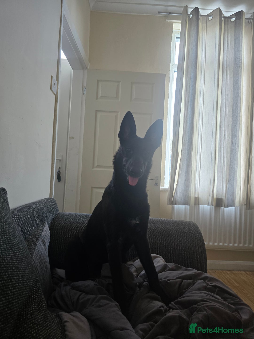 Belgian Shepherd Dog dogs for sale: Rehoming my Belgian Malinios Puppy - Image 3