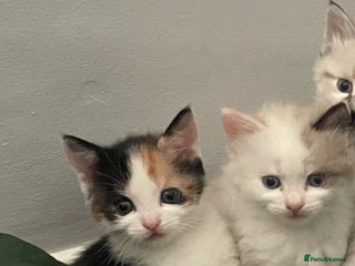 Mixed Breed cats - Advert 1