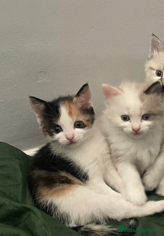 Mixed Breed cats - Advert 1