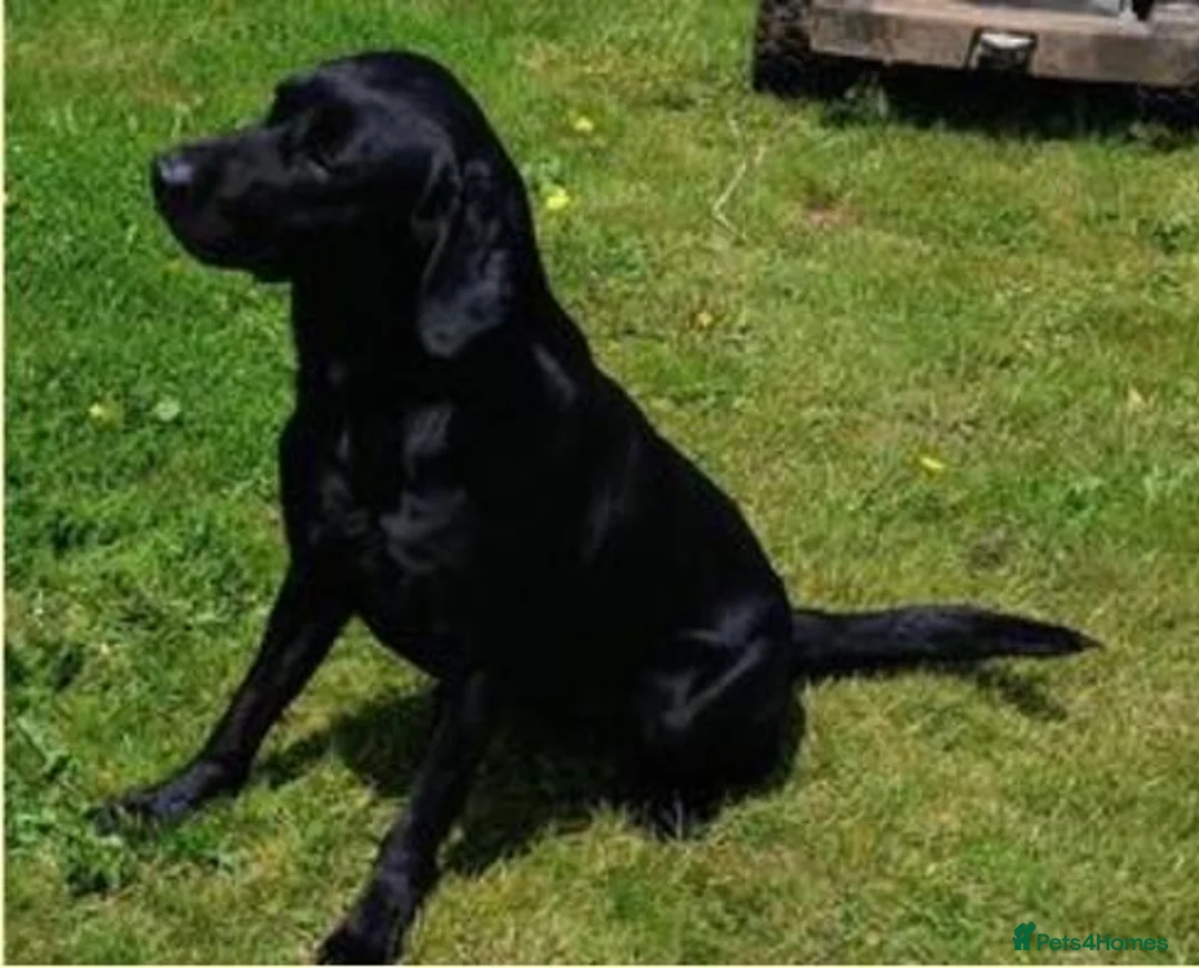 Labrador Retriever dogs for sale: 🥰RKC LABRADOR PUPPIES FULLY TESTED PARENTS  - Advert 2