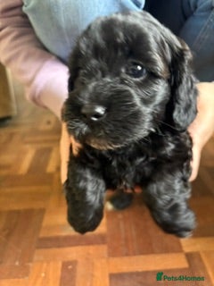Havapoo dogs ADORABLE HAVAPOO PUPPIES HYPOALLERGENIC - Advert 2