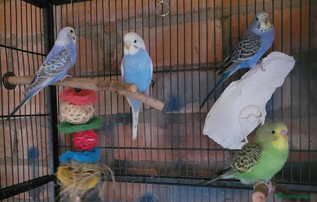 Budgerigars birds for sale: Baby Budgies  - Image 5