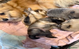 Pomeranian dogs for sale: STUNNING mini Pomeranians  - Image 11