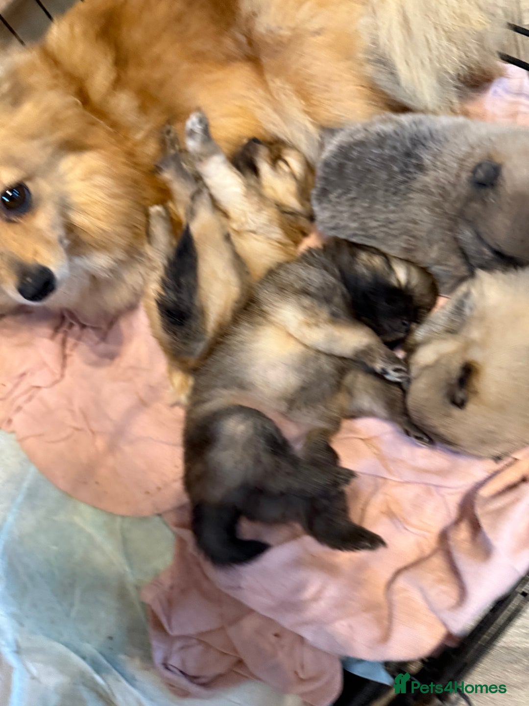 Pomeranian dogs for sale: STUNNING mini Pomeranians  - Image 11
