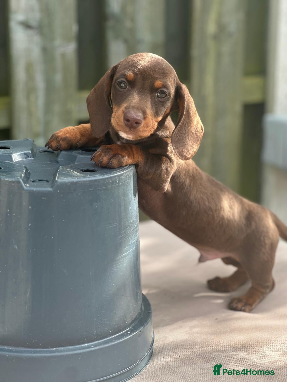 Miniature Dachshund dogs ⭐️ stunning miniature PRA CLEAR dachshunds✨👏  - Advert 2