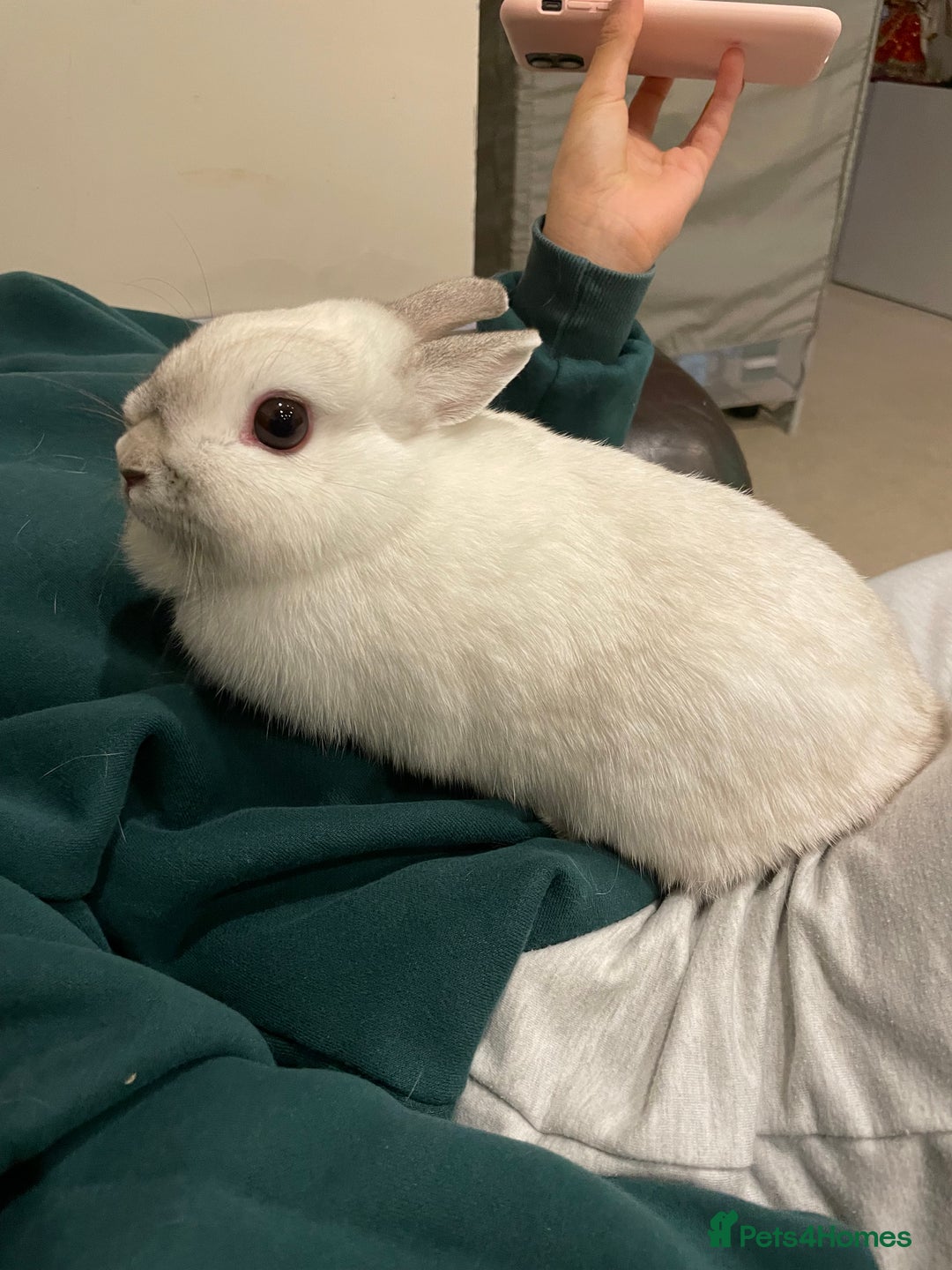 Netherland Dwarf rabbits for sale: 2x female Netherland Dwarf sisters  - Advert 2