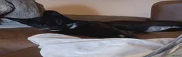 Mixed Breed cats for adoption: VIXEN - Advert 15