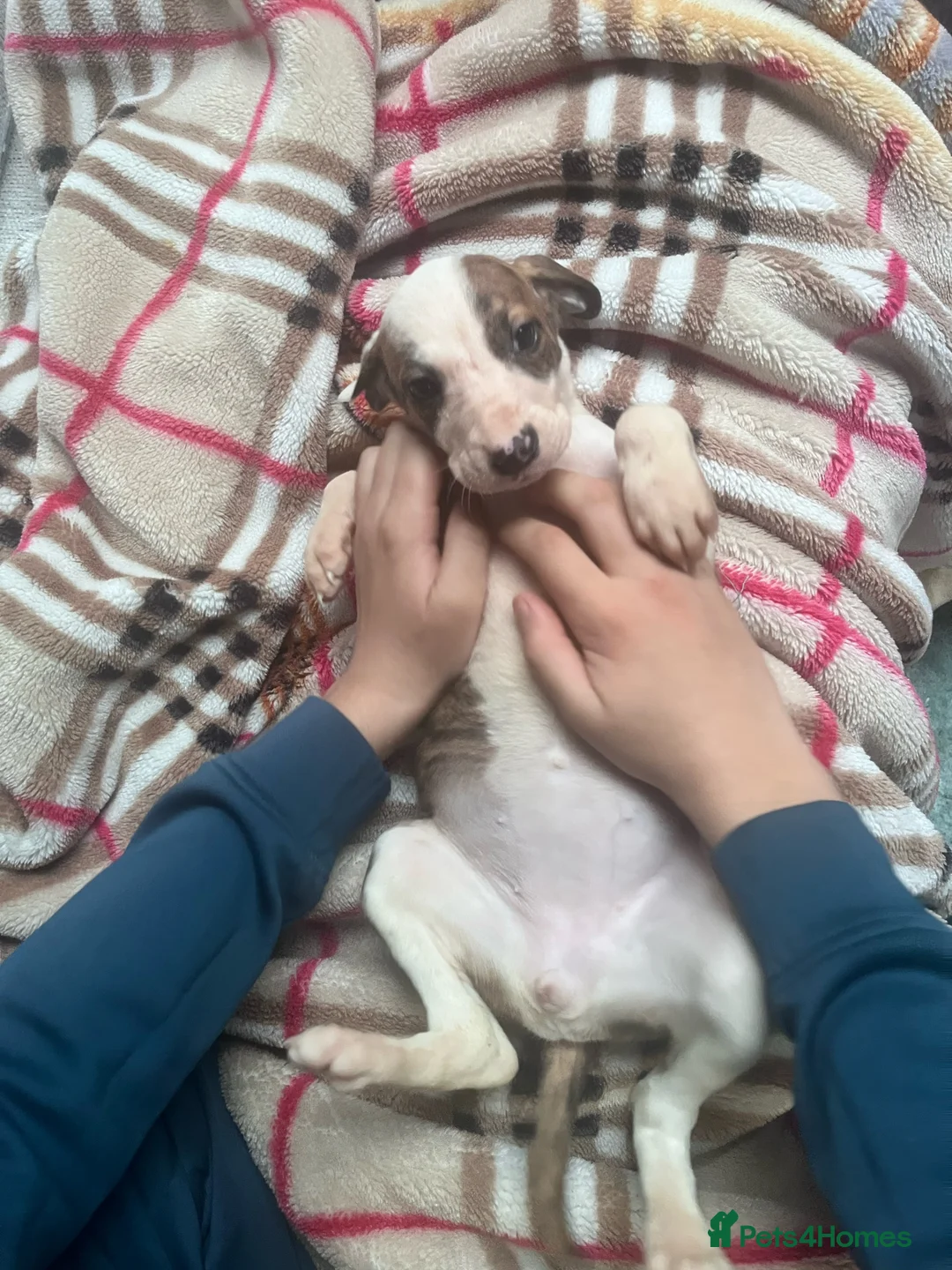 Saluki dogs for sale: Saluki puppies ready now  - Advert 14