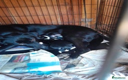 Mixed Breed dogs for sale: Labrador X border collie puppies  - Image 10