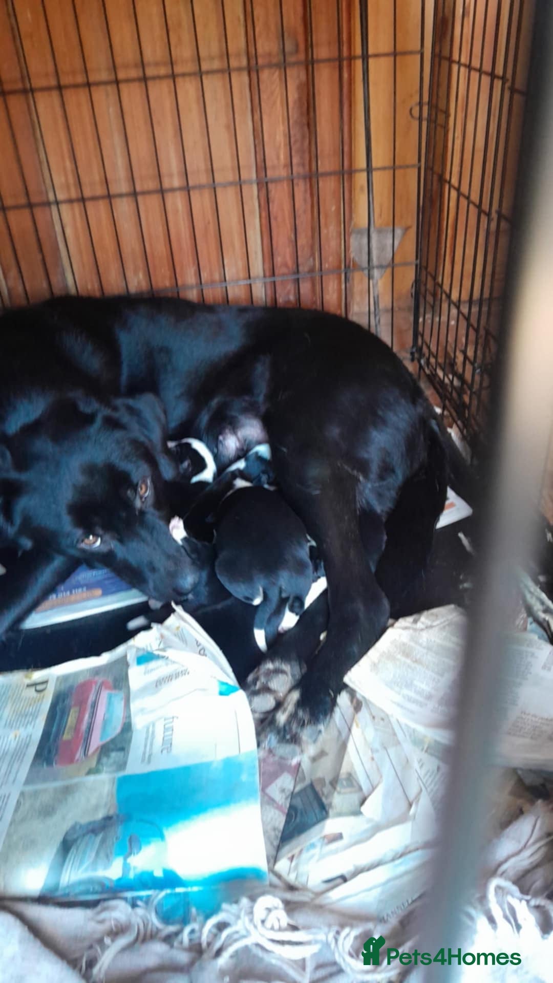 Mixed Breed dogs for sale: Labrador X border collie puppies  - Image 10