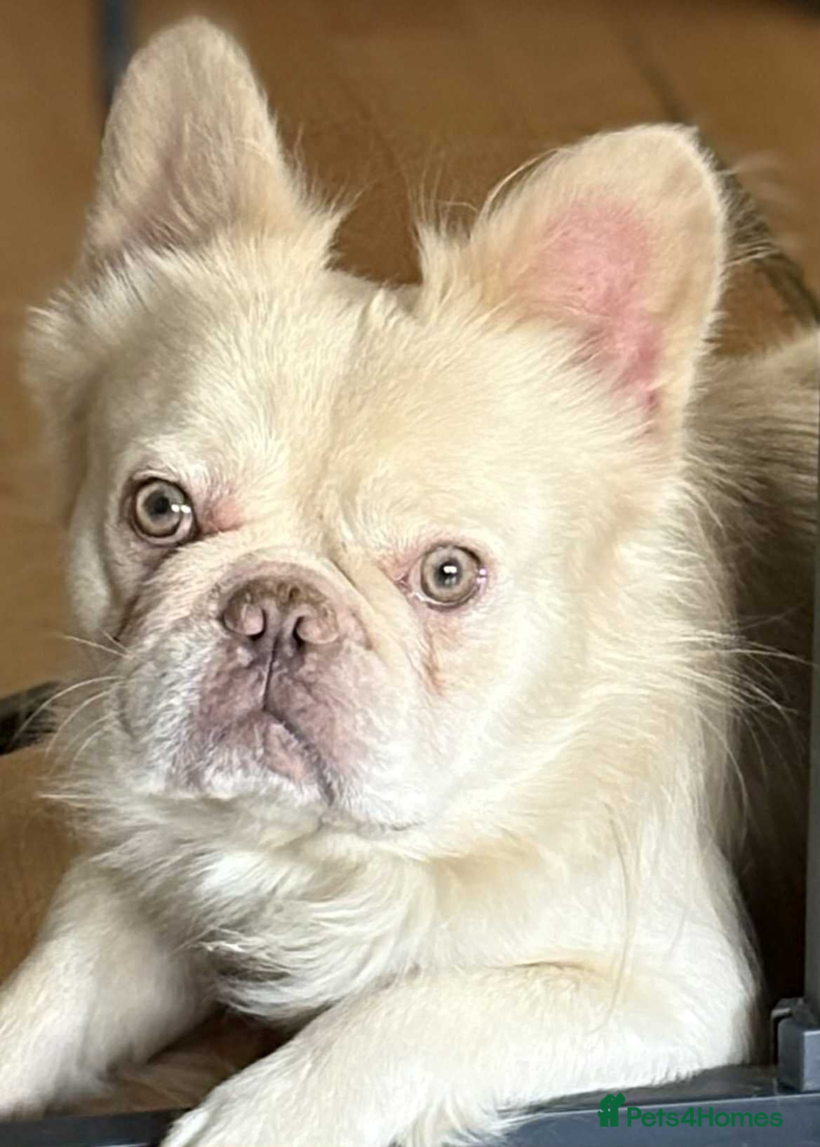 French Bulldog dogs Fluffy French bulldog stud.  - Advert 23