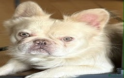 French Bulldog dogs for stud: Fluffy French bulldog stud.  - Image 1