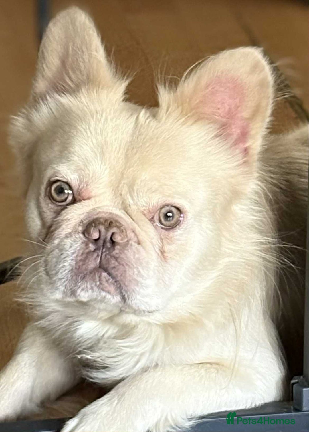 French Bulldog dogs for stud: Fluffy French bulldog stud.  - Image 1