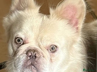 French Bulldog dogs - Advert 19