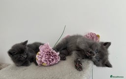 Ragdoll cats for sale: Ragdoll mix British short hair  - Image 1