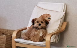 Shorkie dogs for sale: Beautiful Pixie needs forever home - Image 12