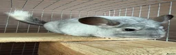 Chinchilla rodents for sale: Mosaic/Wilson’s White Chinchilla - Advert 2
