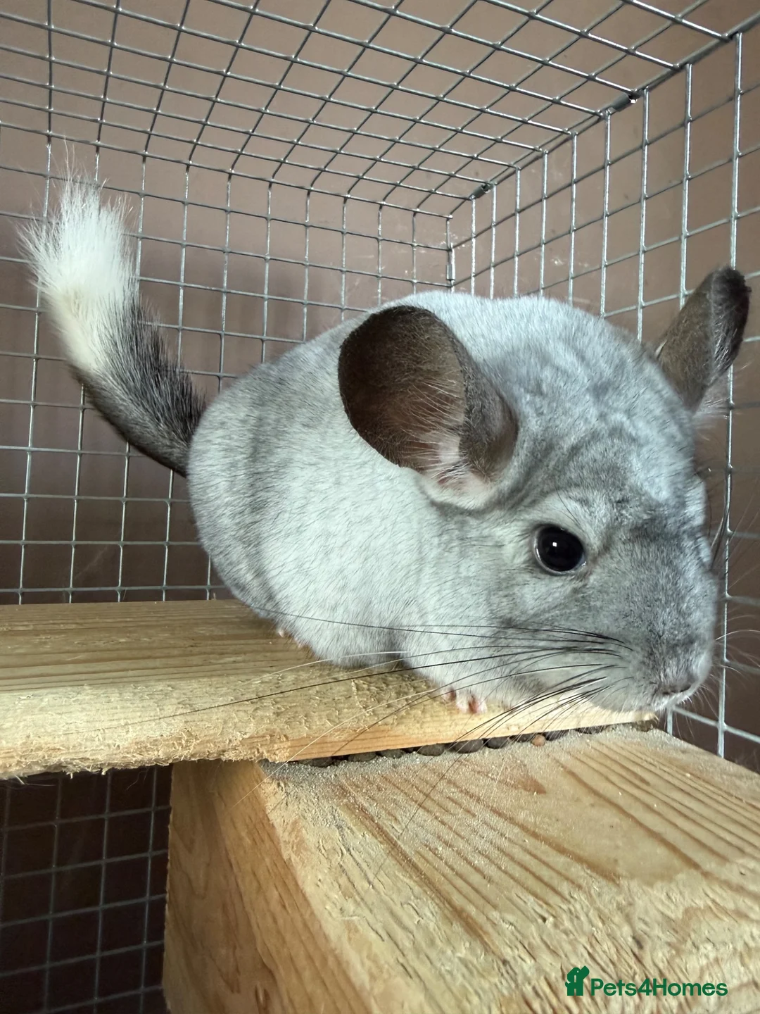 Chinchilla rodents for sale: Mosaic/Wilson’s White Chinchilla - Advert 2