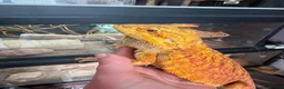 Bearded Dragon reptiles for sale: Stunning adult bearded dragons  - Advert 1