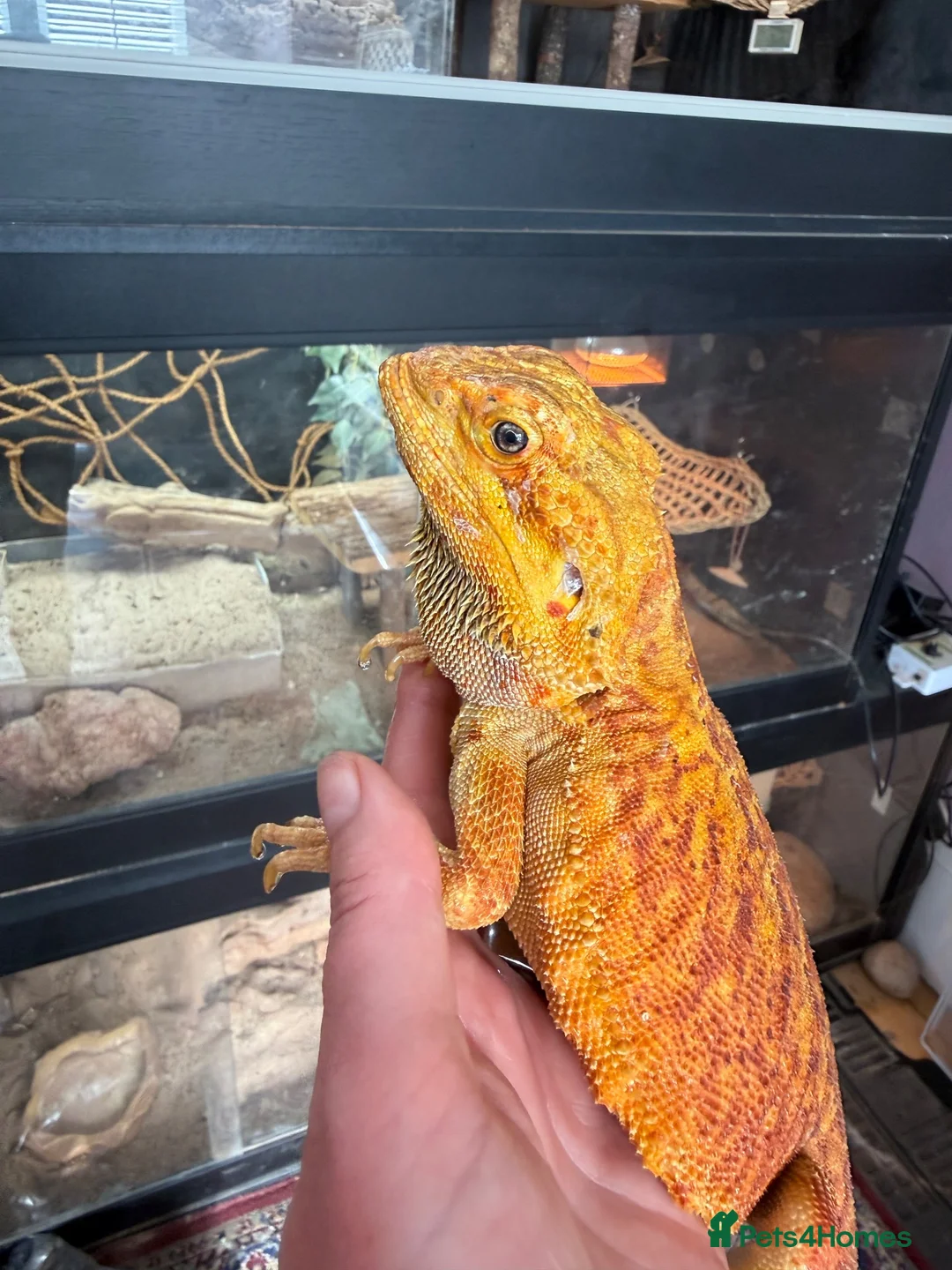 Bearded Dragon reptiles for sale: Stunning adult bearded dragons  - Advert 1