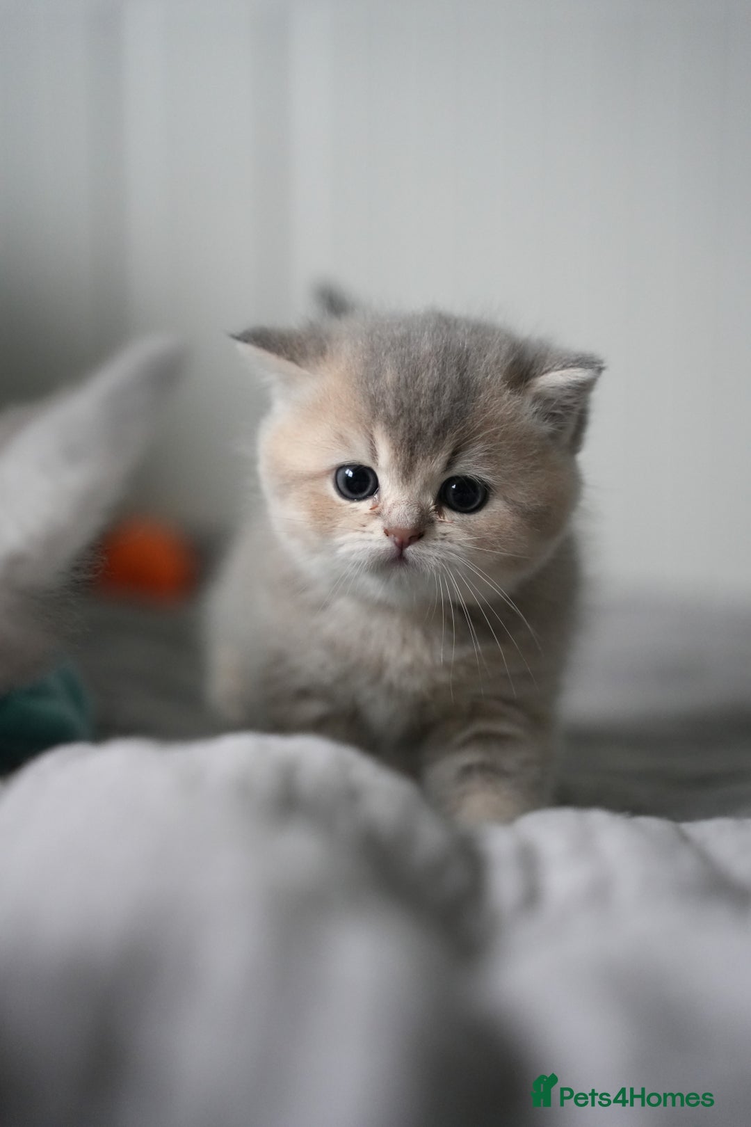Scottish Fold cats for sale: Scottish fold/straight  - Advert 11