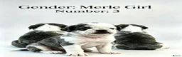 Pug dogs for sale: Rare coloured pug pups for sale  - Advert 5