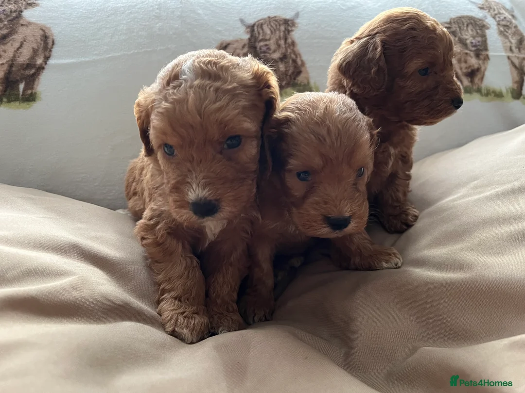Cockapoo dogs for sale:  Stunning F1 DNA clear cockapoo puppies  - Advert 8