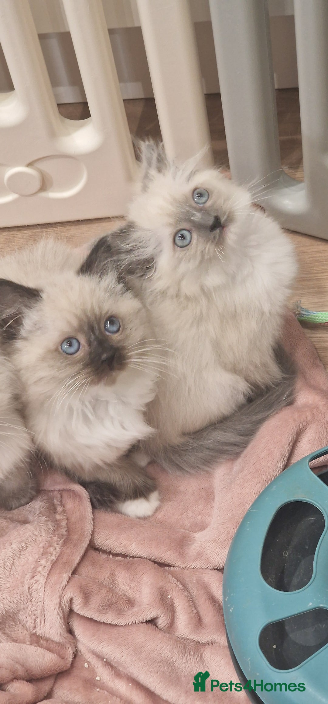 Ragdoll cats for sale: Ragdoll kittens ready now - Advert 21